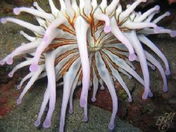 Another flower of the sea shot. Club-tipped Anemone from ... by Brian Mayes 